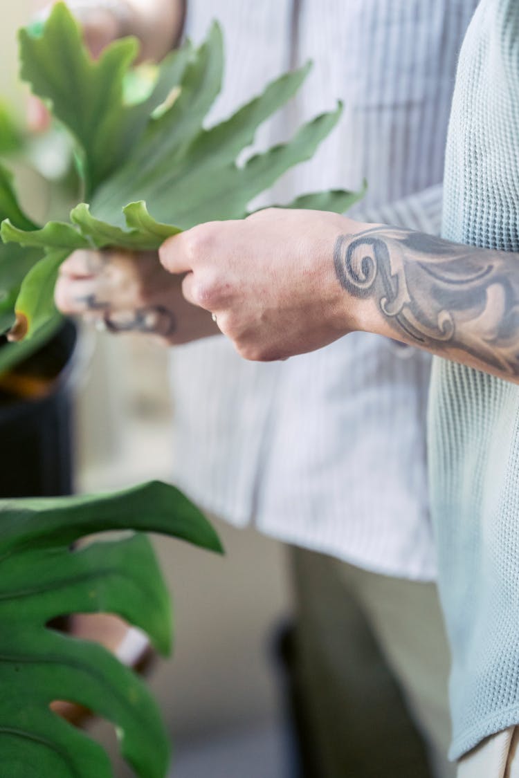 Crop Couple Touching Plant Leaf At Home