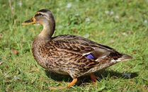 Brown Duck on Green Grass