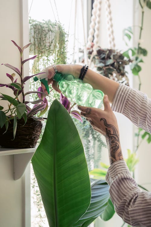 Unrecognizable woman taking care of potted plants in light apartment