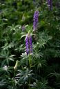 Purple Flower in Green Leaves