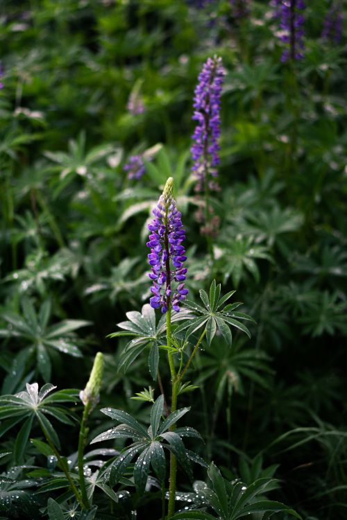 Free Vibrant purple lupine flowers with dew drops in lush green foliage, perfect for nature enthusiasts. Stock Photo
