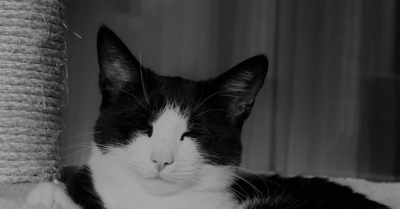 SAS CATS : Guide Création Entreprise 2026