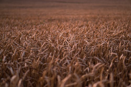 Foto d'estoc gratuïta de agricultura, blat, camp
