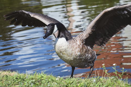 Free A Goose Spreading It's Wings Near a Body of Water Stock Photo