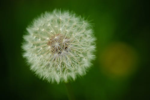 Foto stok gratis buram, dandelion, flora