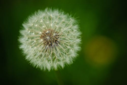 Free A macro shot of a white dandelion against a green background, showing delicate details. Stock Photo