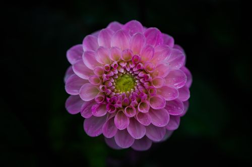 Free A vibrant close-up of a pink dahlia flower adorned with dewdrops, highlighting nature's beauty. Stock Photo