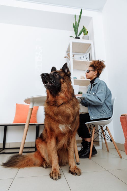 Woman Sitting on Chair Beside a Dog