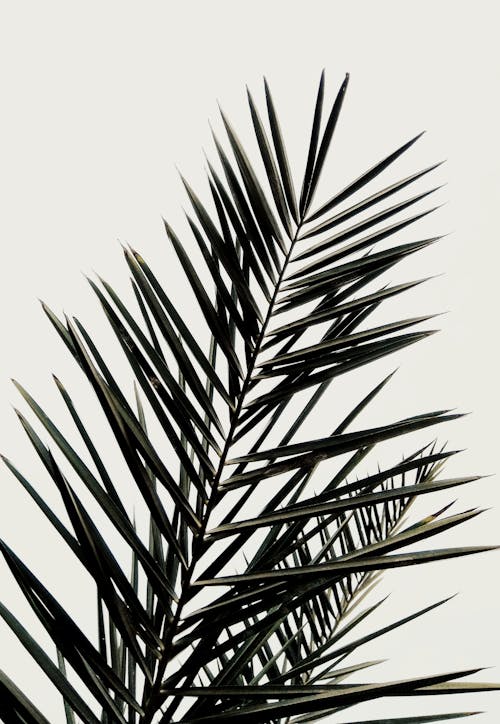 Imagine de stoc gratuită din fotografiere verticală, frunze, palmier