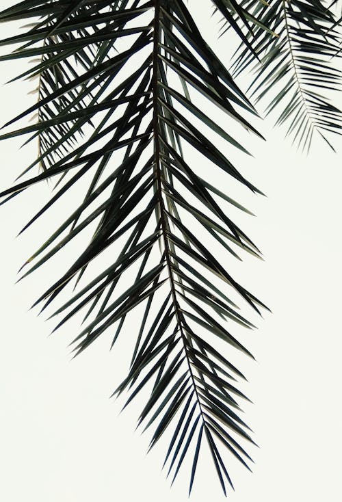 Základová fotografie zdarma na téma čisté bílé pozadí, listoví, palmové listy