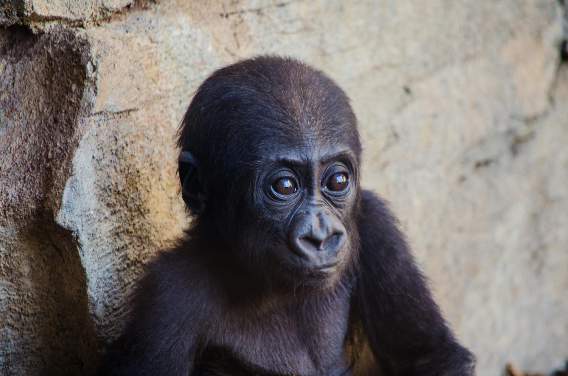 Close-up of a baby gorilla in its natural habitat, showcasing its innocent gaze.