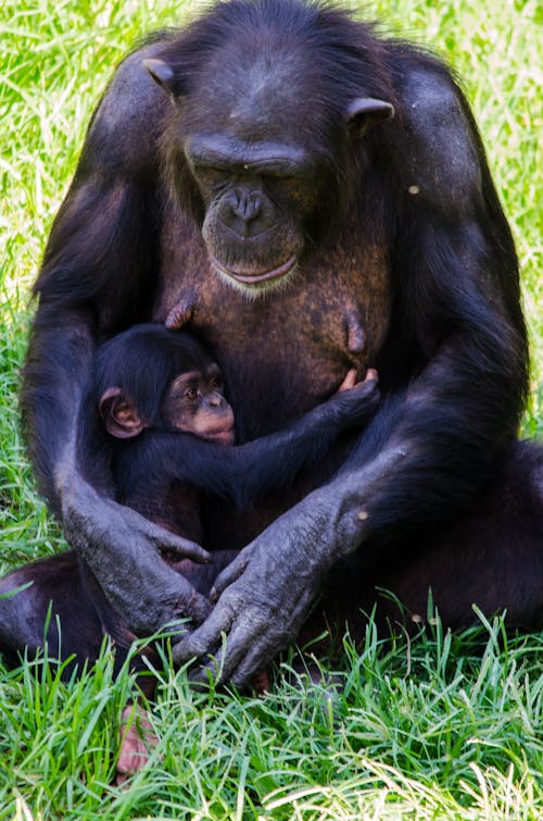 サル, チンパンジー, 動物園の無料の写真素材