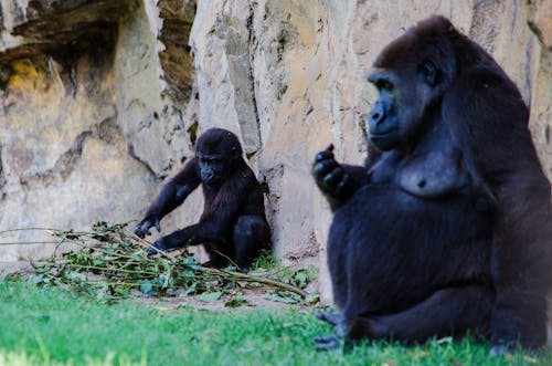 Free Black Gorilla Sitting on Green Grass Stock Photo