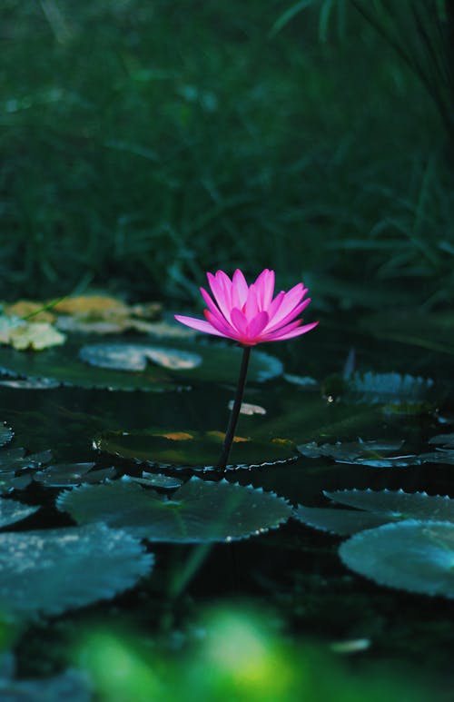 Foto profissional grátis de aumento, flor cor-de-rosa, flor de lotus