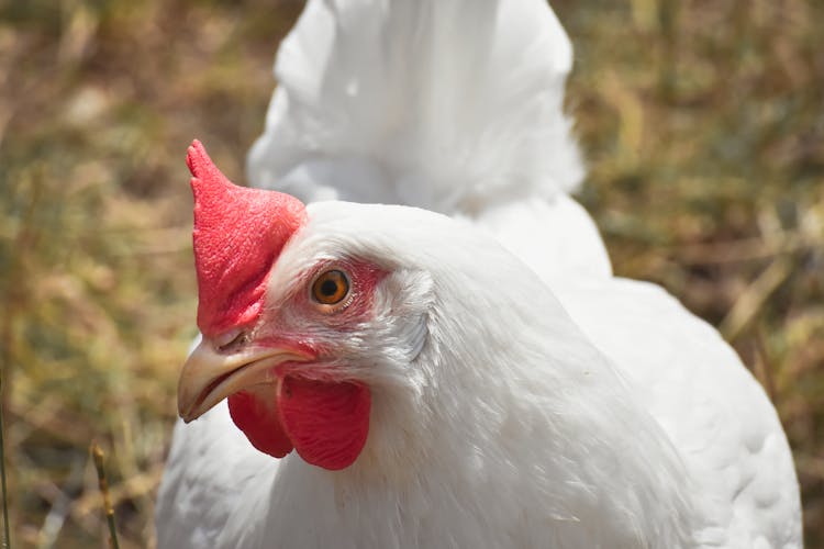 Close-Up Shot Of A Broiler Chicken