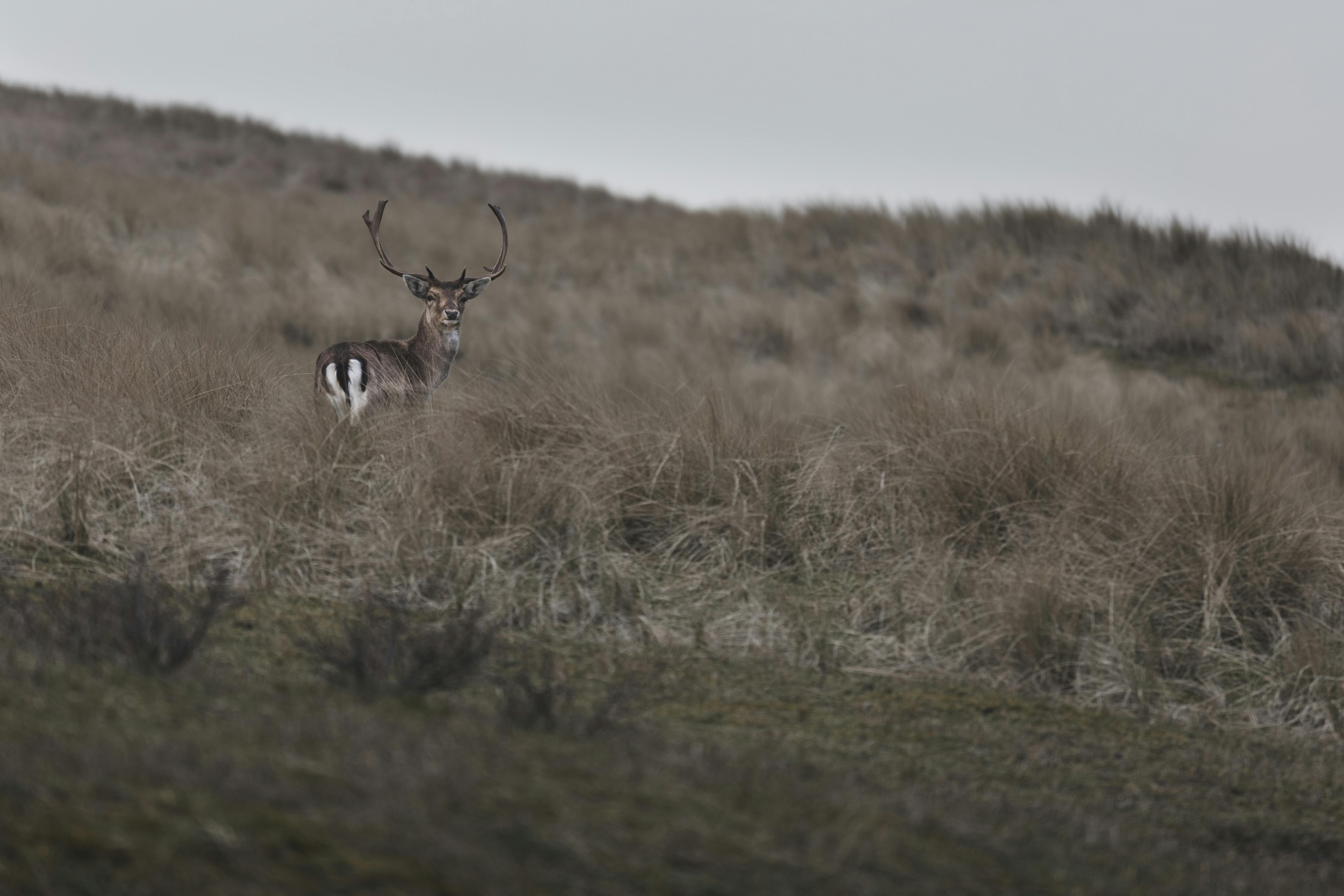 grátis Foto profissional grátis de animais selvagens, animal, antílope Foto profissional