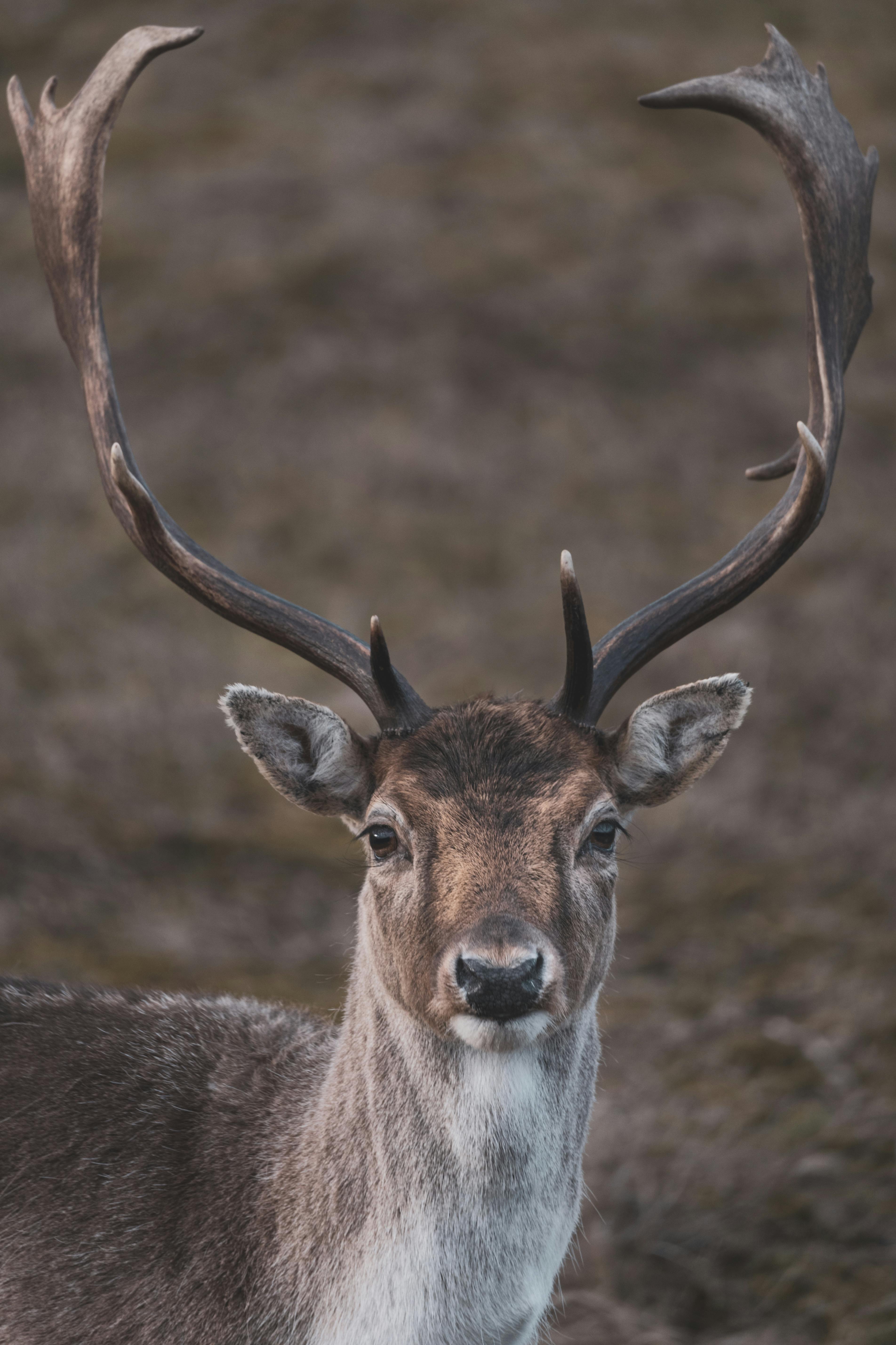 grátis Foto profissional grátis de amável, animais, animais selvagens Foto profissional
