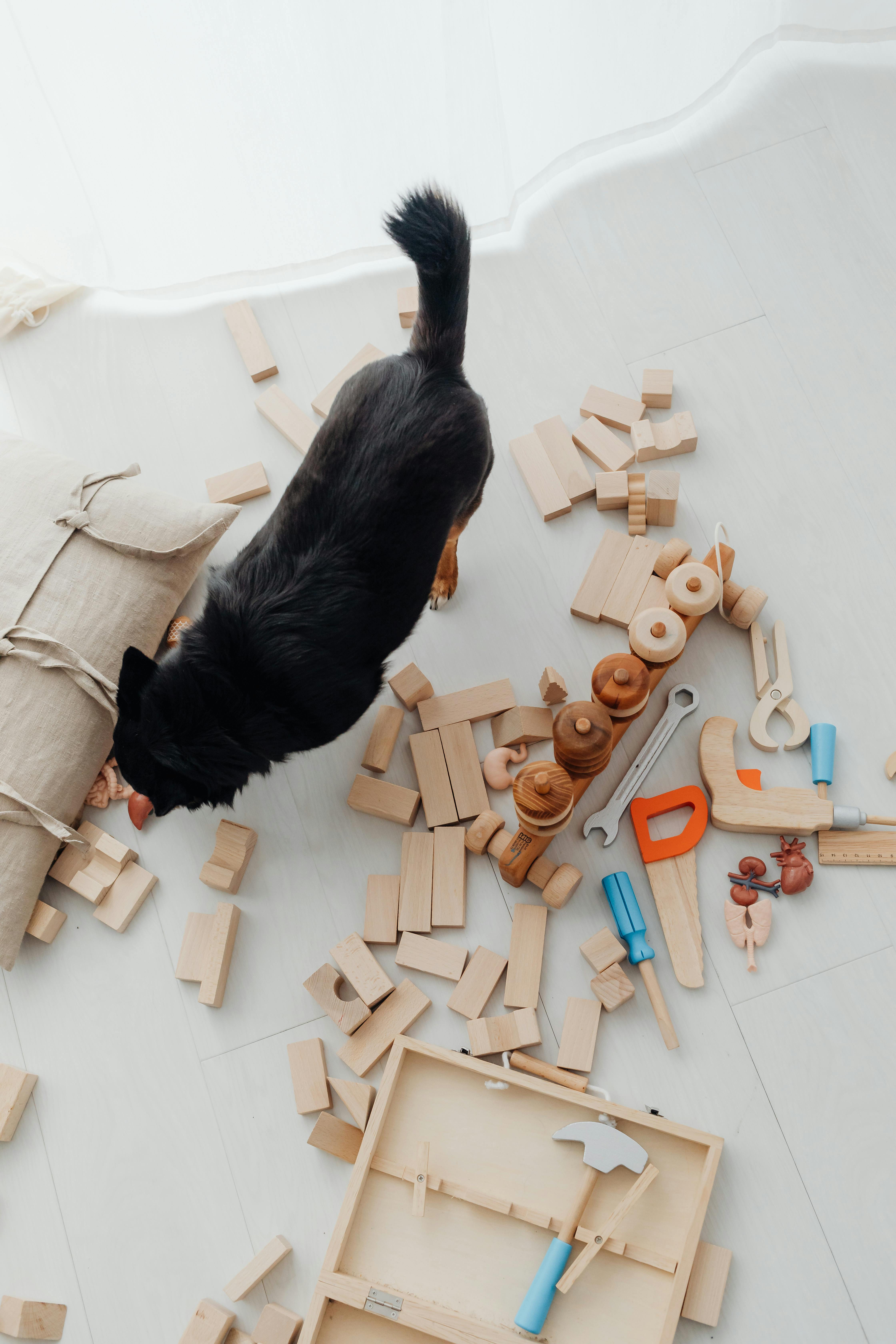 dog standing amidst toys