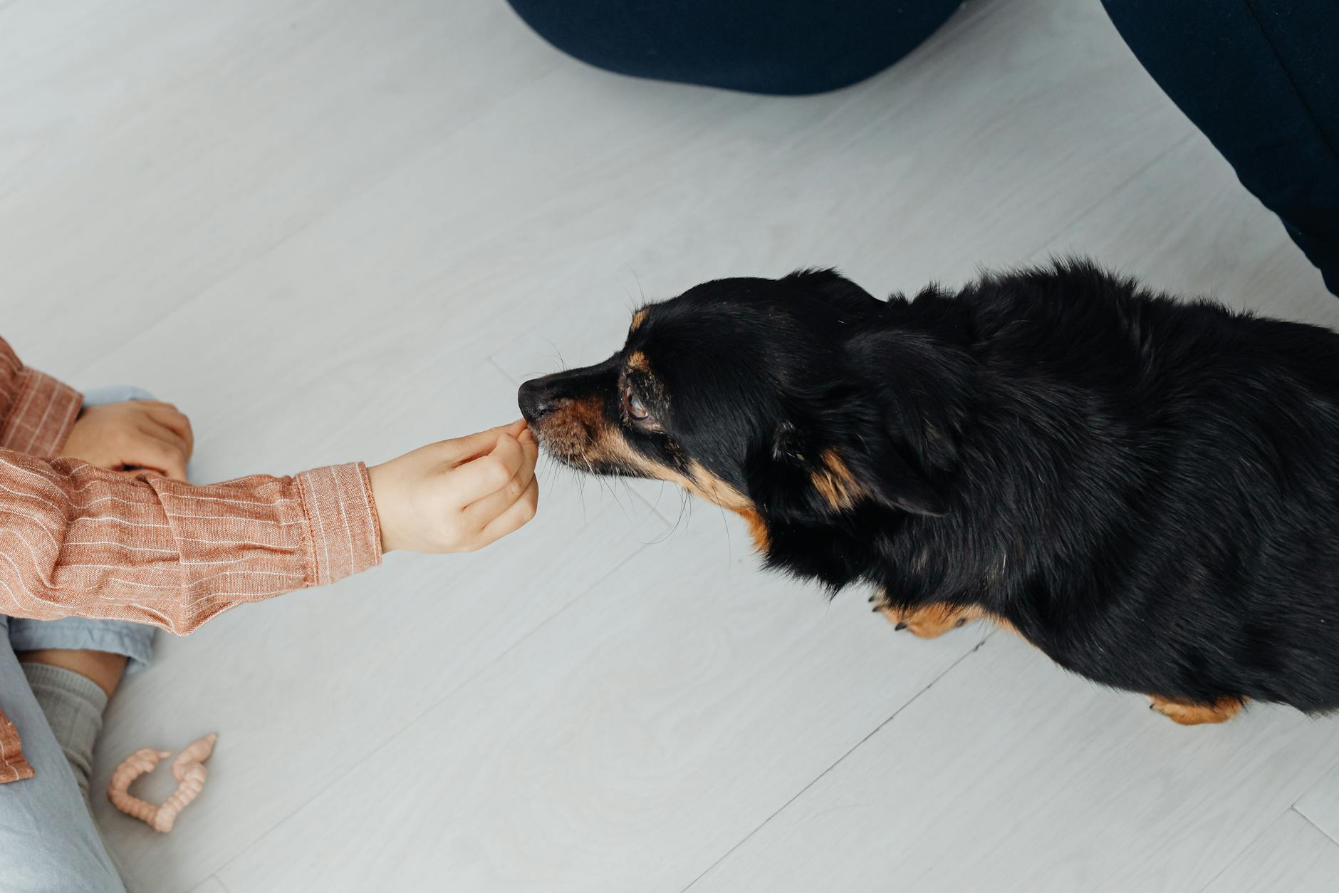 A child extends a hand to feed a black dog, capturing a moment of trust and companionship.