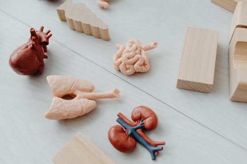 Free Close-Up Photo of Toy Body Parts Stock Photo
