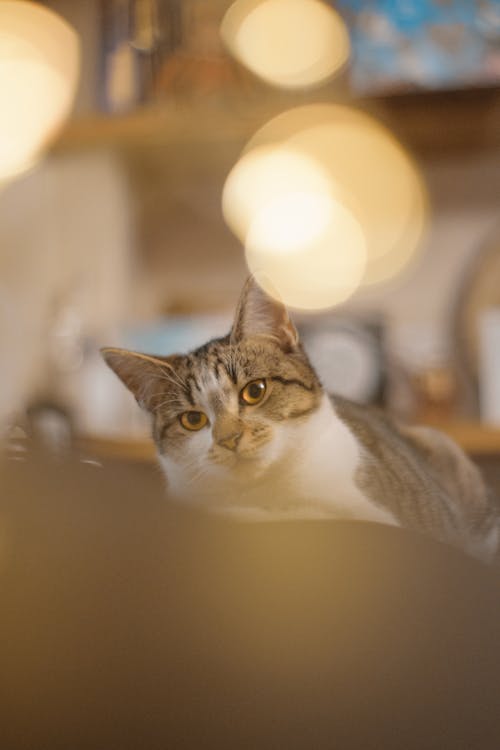 Free stock photo of bokeh, cat, cat portrait