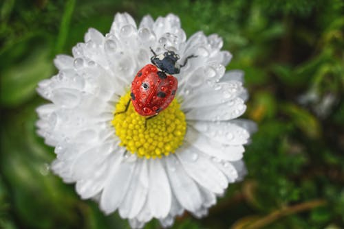 Macro Photography of Red Ladybug on White Daisy Flower