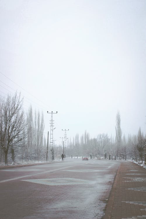 Photograph of a Street Near Bare Trees During Winter