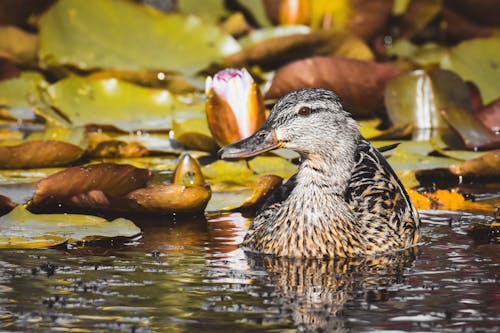 Foto stok gratis bangsa burung, basah, bebek