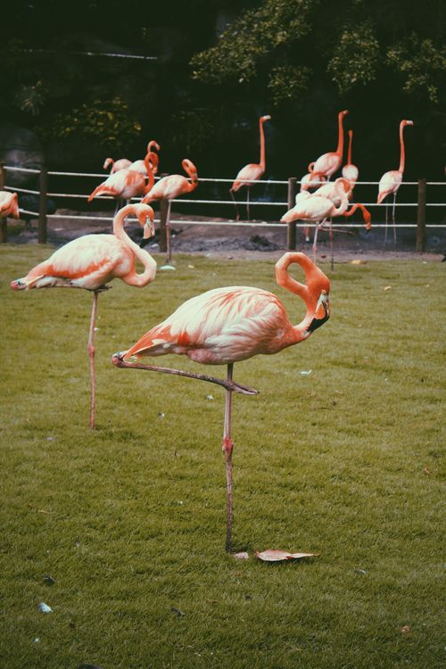 Free A vibrant flock of flamingos standing gracefully on lush green grass at a zoo in Cartagena, Colombia. Stock Photo