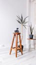 Stool with photo camera next to potted plants in flat