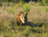 Lion Lying on Green Grass Field