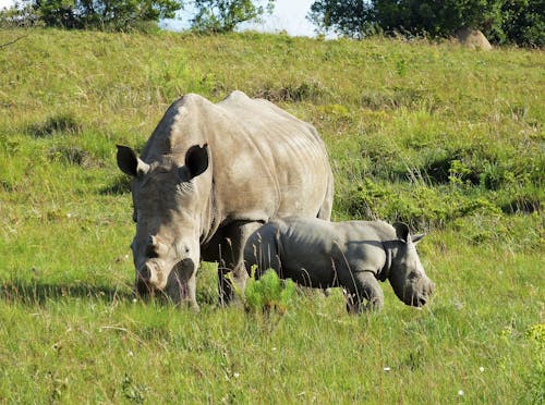 Rhinoceros on Green Grassland