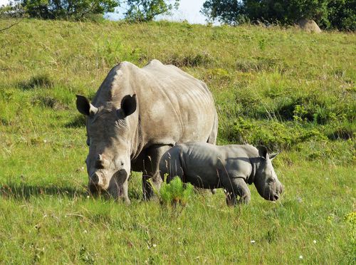 Free A mother and baby rhinoceros graze peacefully in a lush grassland. Stock Photo