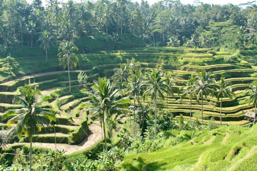 Fotobanka s bezplatnými fotkami na tému Bali, ryžové polia