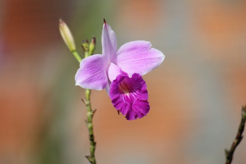 Free stock photo of flower, orchids, purple orchids