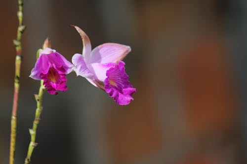 Free stock photo of garden flower, orchids