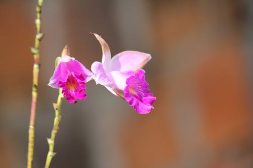 Free stock photo of flowers, purple orchids