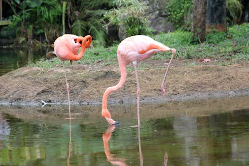 Free stock photo of birds, flamingoes