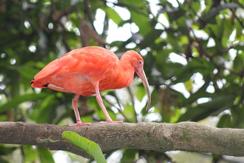 Free stock photo of birds