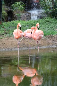 flamingo photo