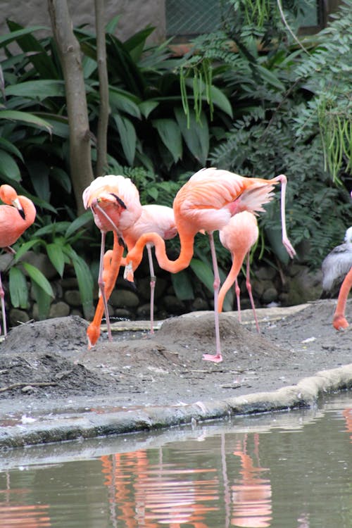 Free stock photo of flamingoes