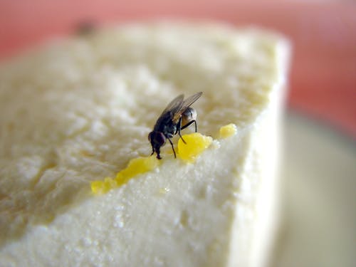 Free stock photo of cheese lover, dirt, flies