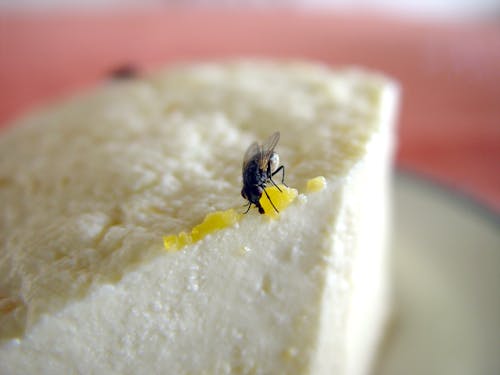 Free stock photo of cheese, dirty, fly