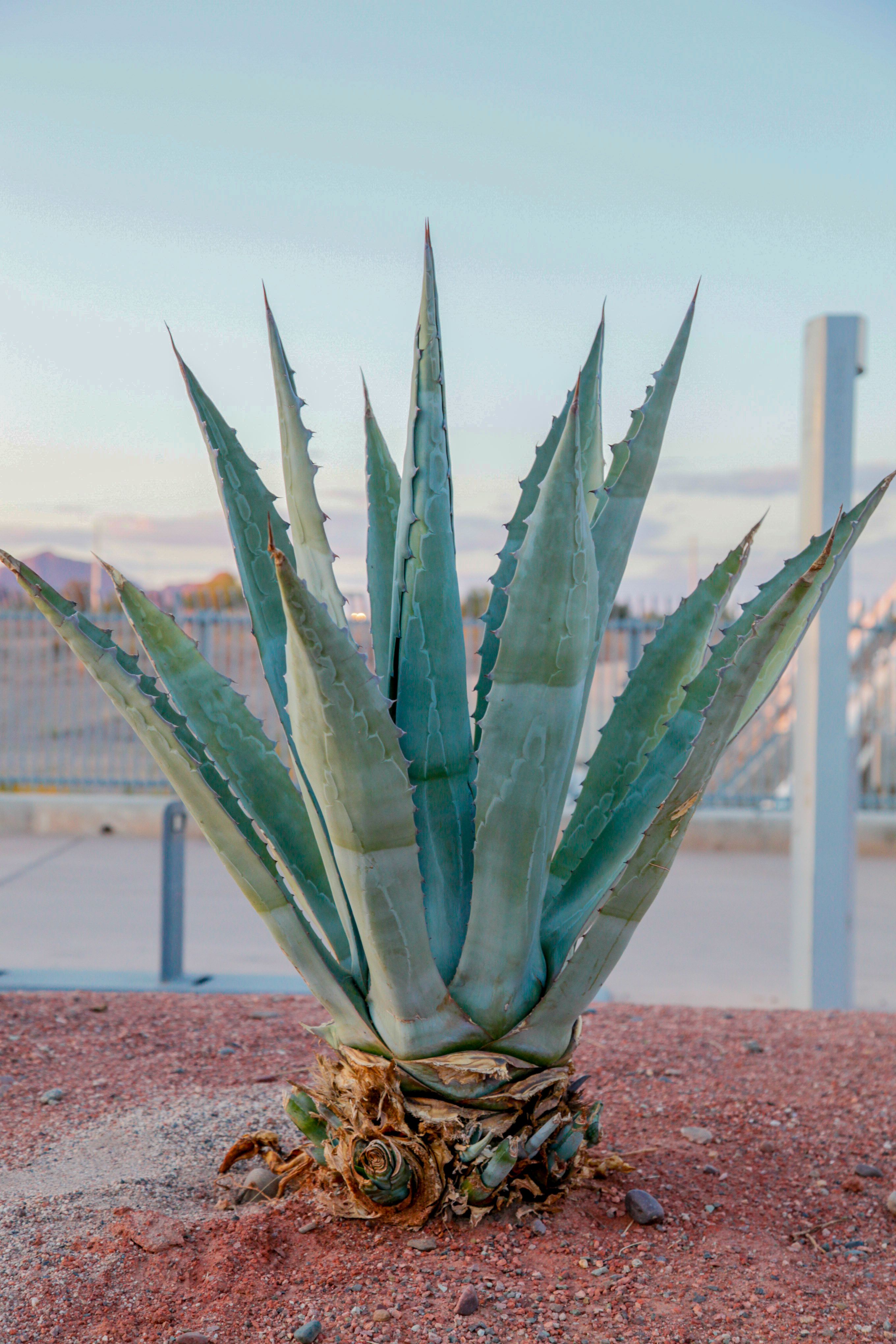 Photo of Aloe Vera Plant  Free Stock Photo