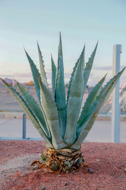 bogenhanf straight Sansevieria cylindrica 'Straight' XL main image 0