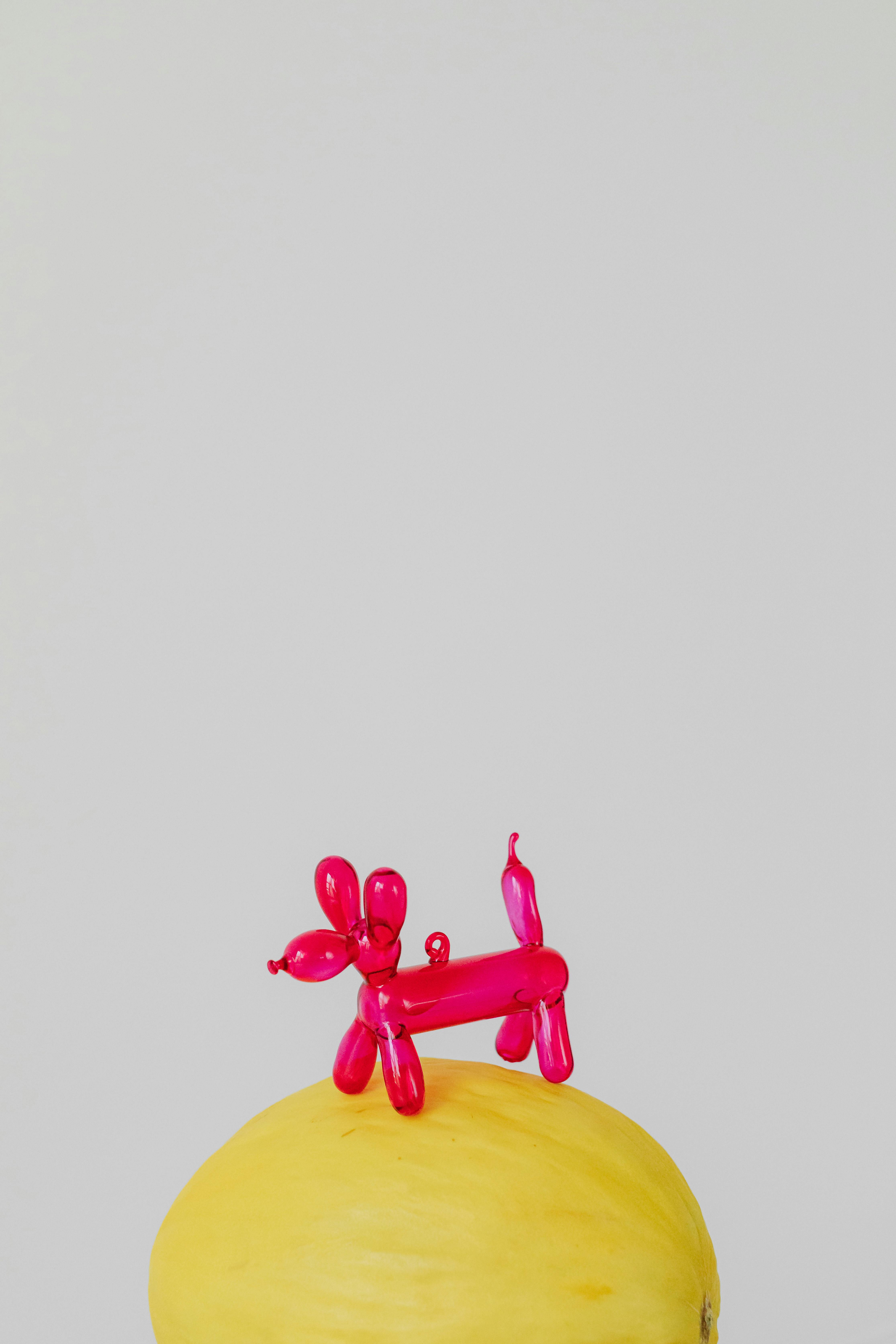 7 Fun Facts About Dog Noses: Discover Why They Are So Unique