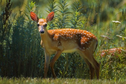 Graceful roe deer with spotted brown fur looking at camera while standing on green grassy lawn near plants on sunny day