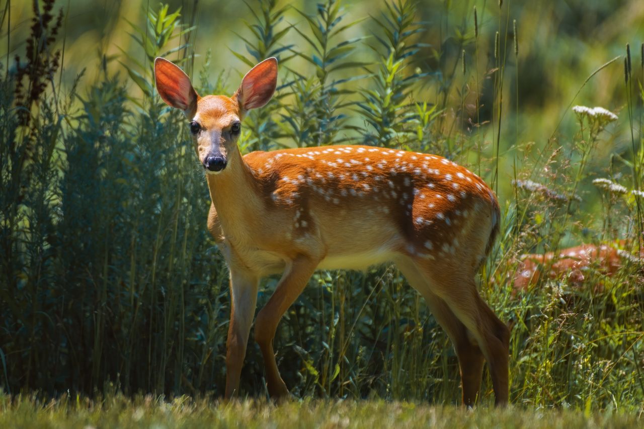 graceful roe deer with spotted brown fur looking at camera while stand
