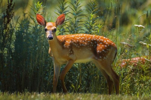 Free Graceful roe deer with spotted brown fur looking at camera while standing on green grassy lawn near plants on sunny day Stock Photo