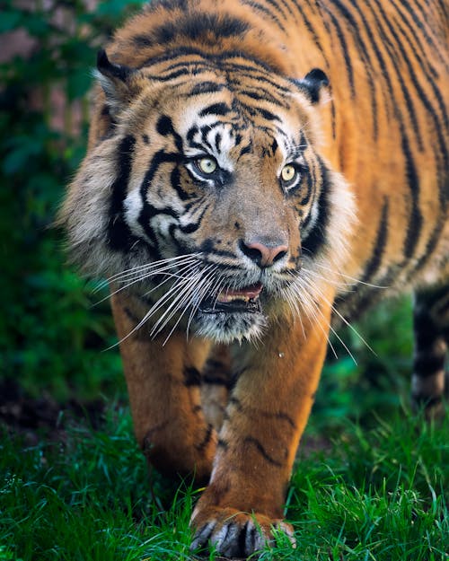 Gratis arkivbilde med bengal tiger, dyrefotografering, dyreliv